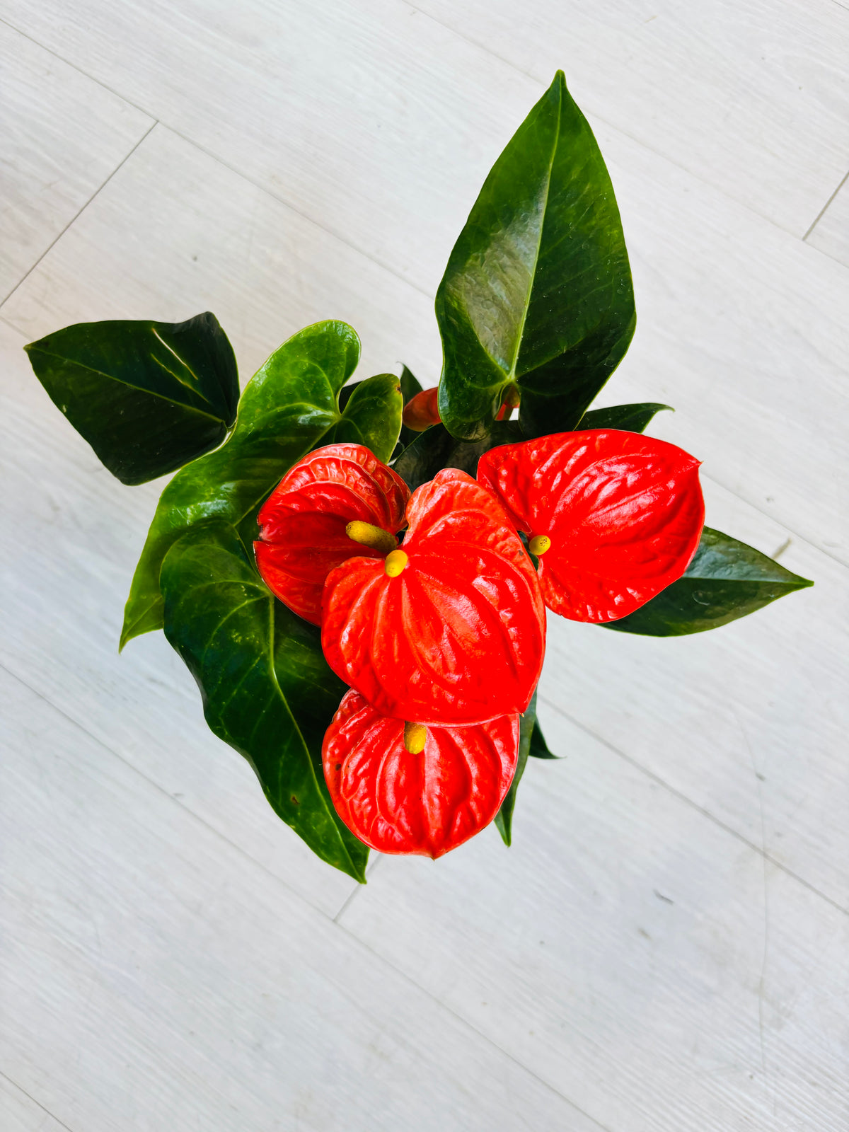 Dutch Anthurium