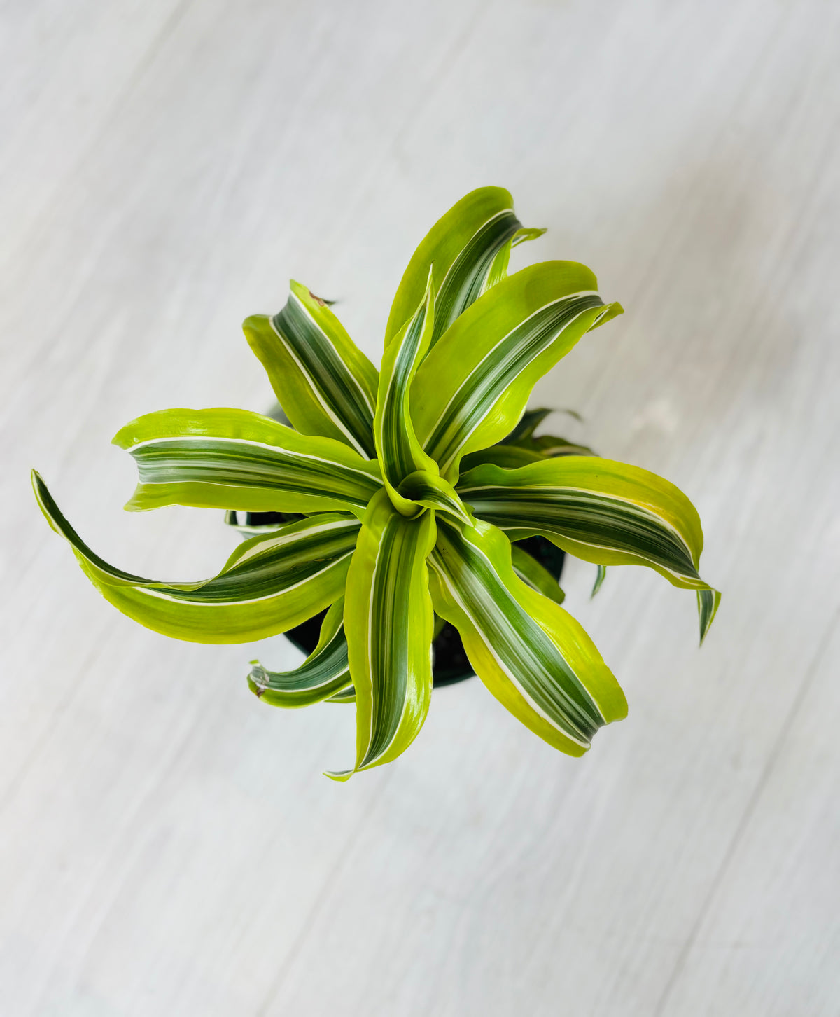 Dracaena Lemon Surprise