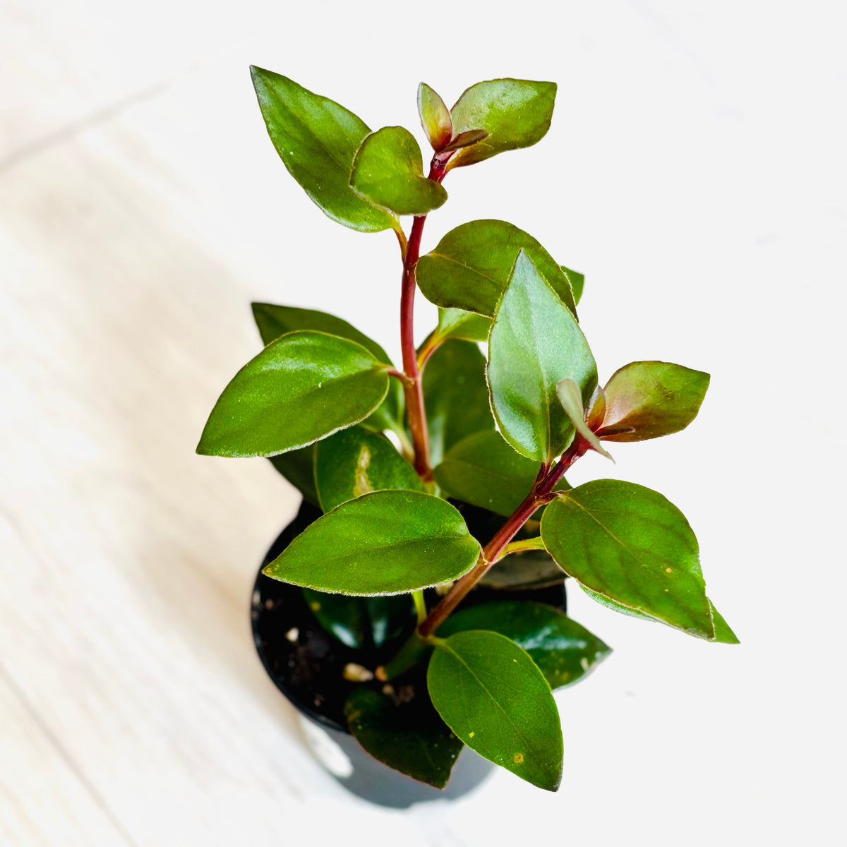 Houseplants - Assorted 2"