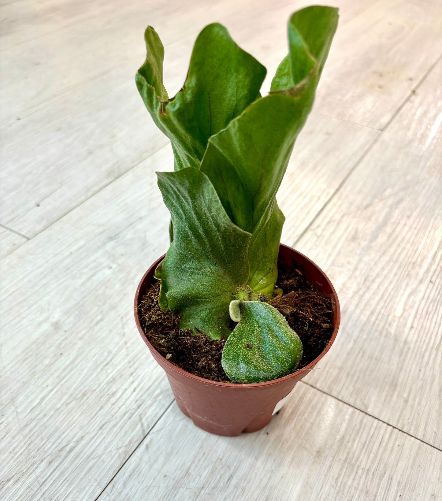 Elephant Ear Staghorn Fern