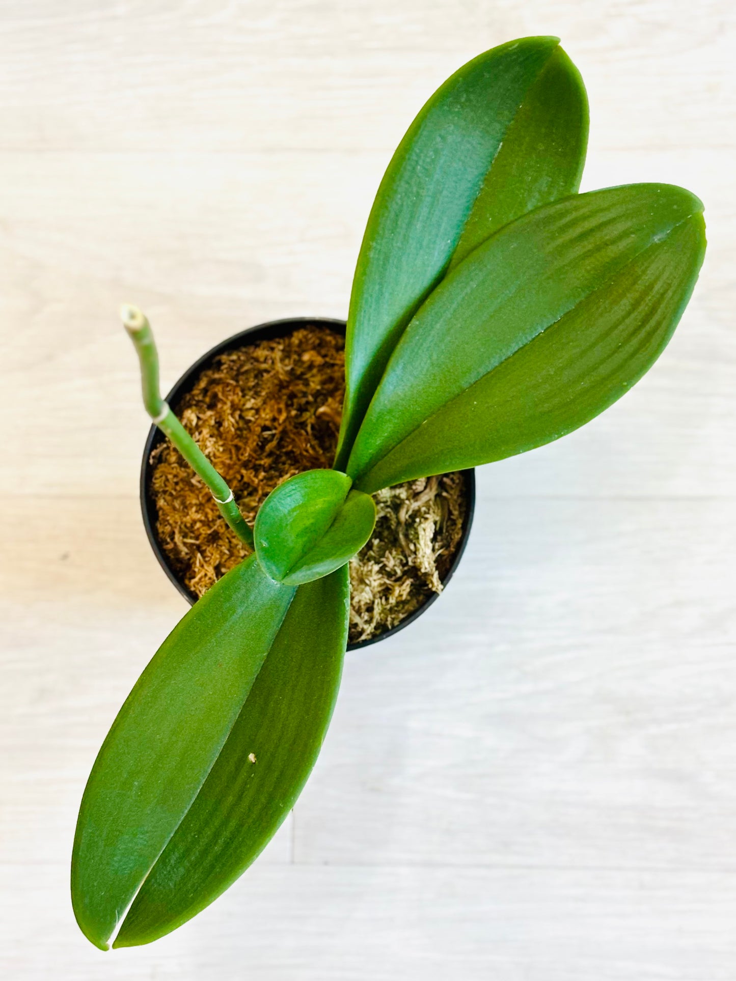 Phalaenopsis Orchid