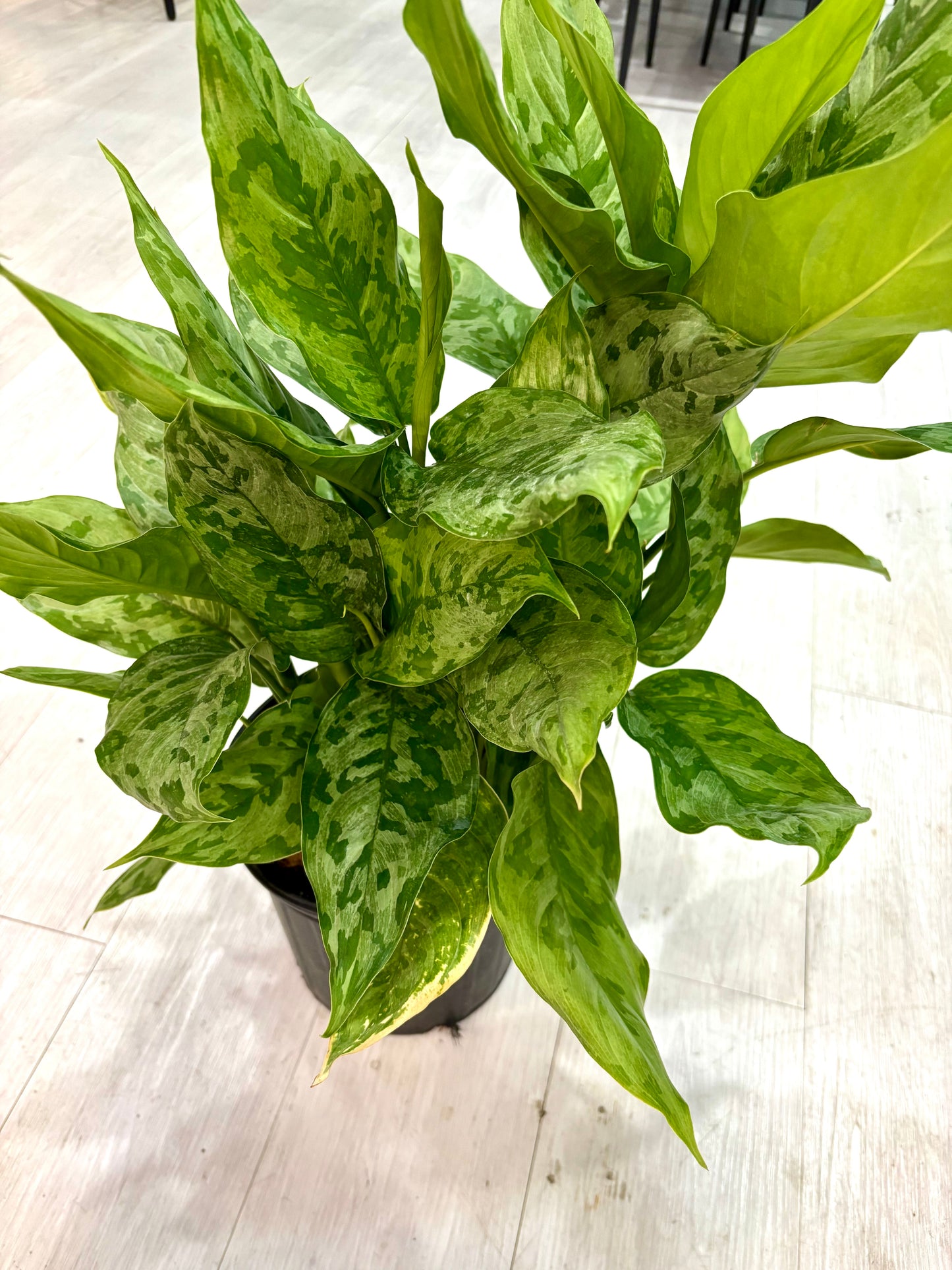 Army Aglaonema