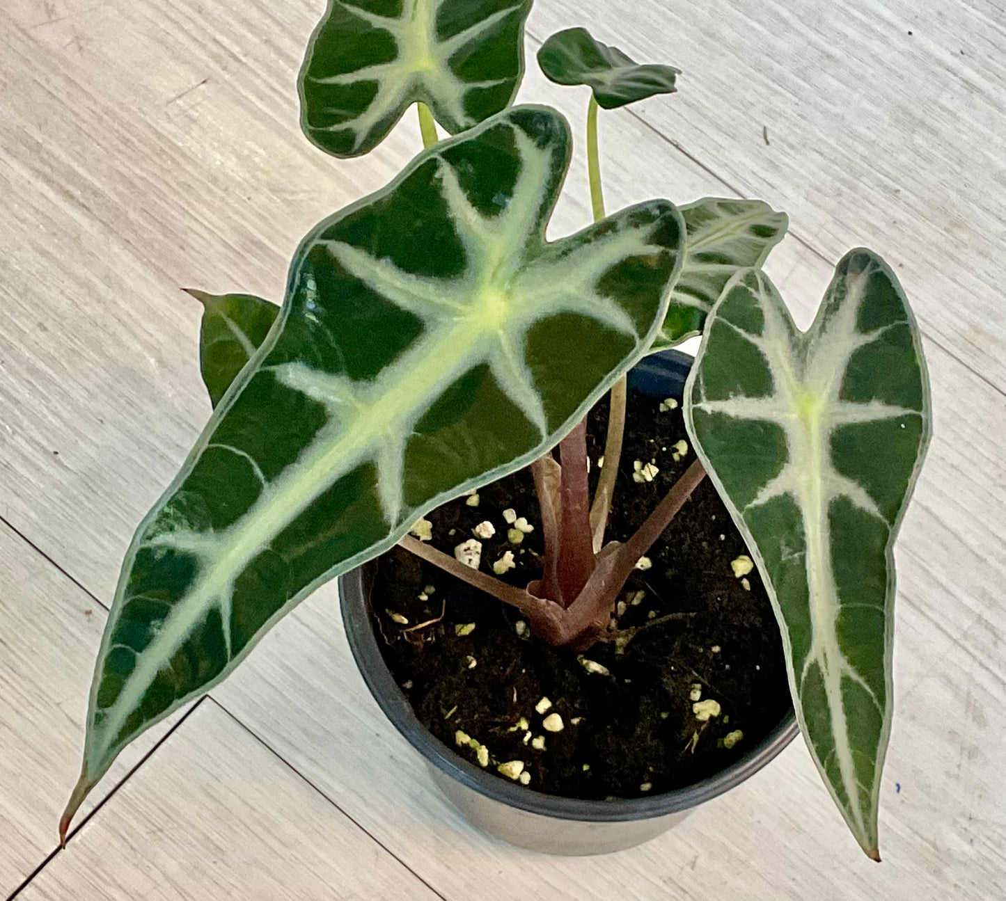 Alocasia Polly
