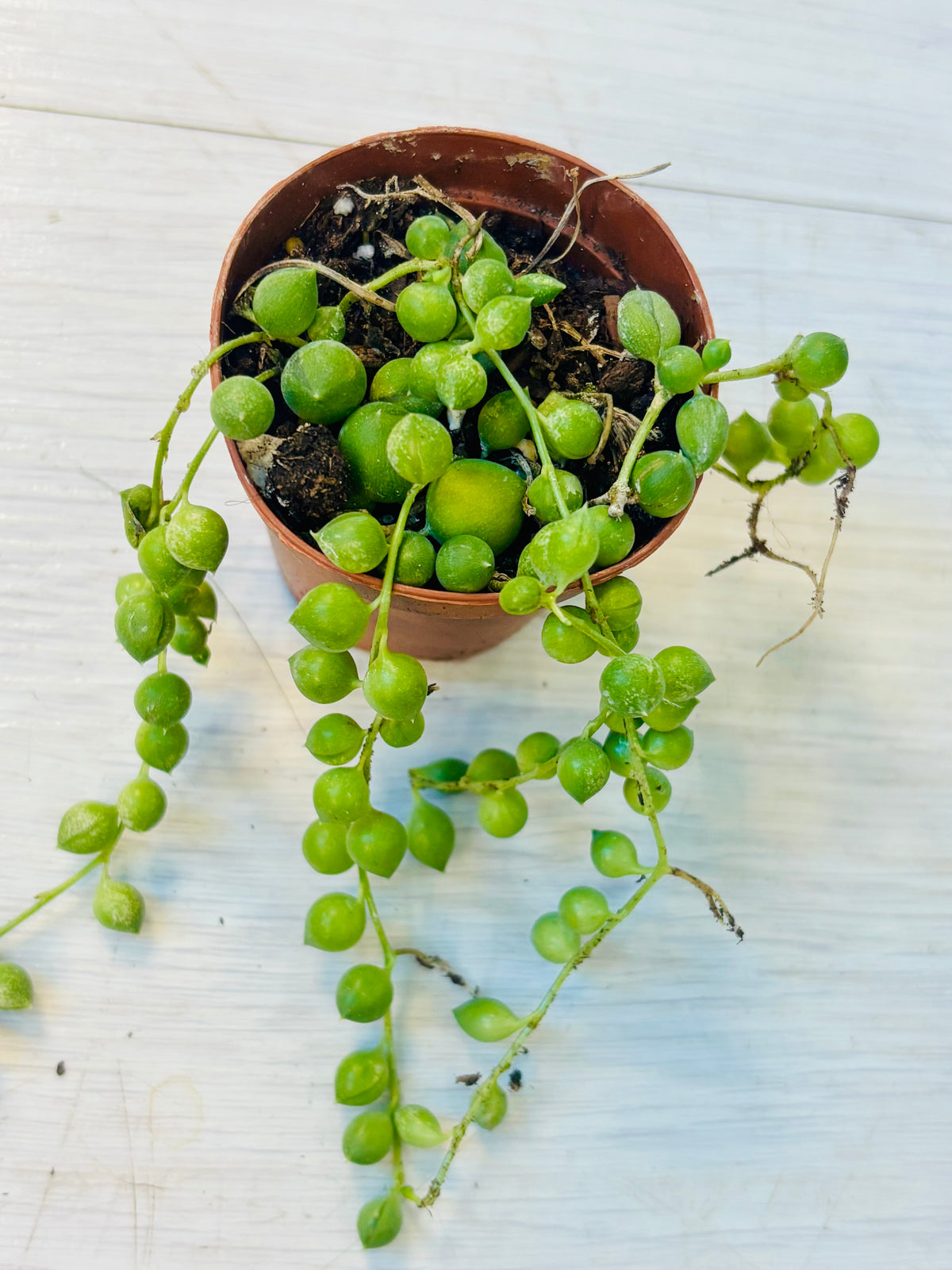 String of Pearls
