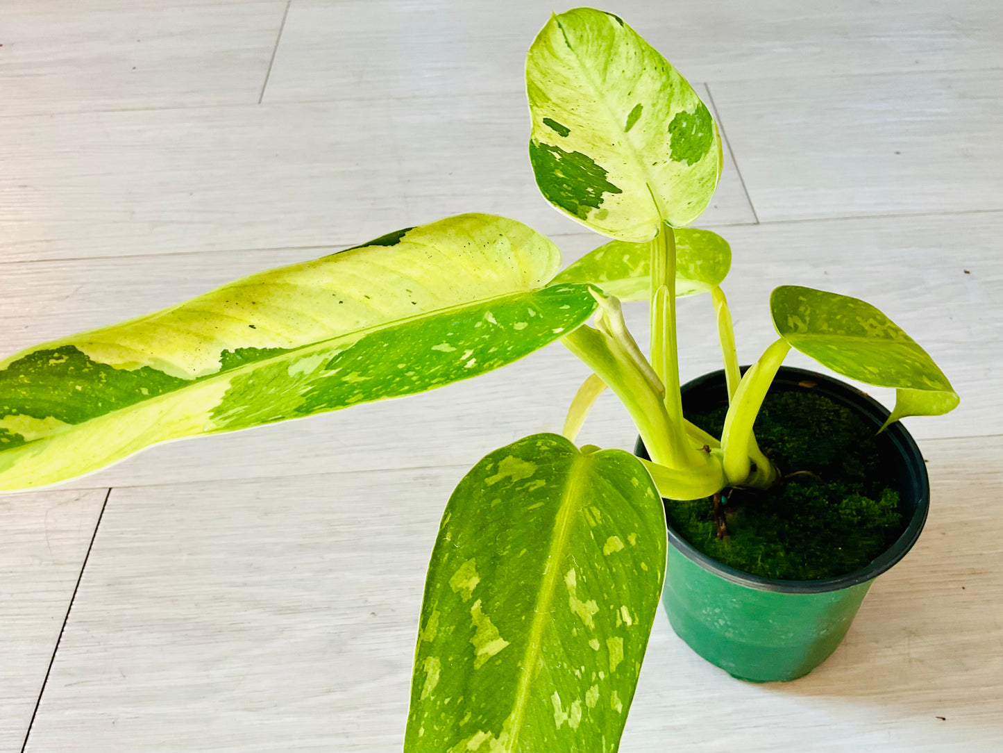 Philodendron Jose Buono 4”