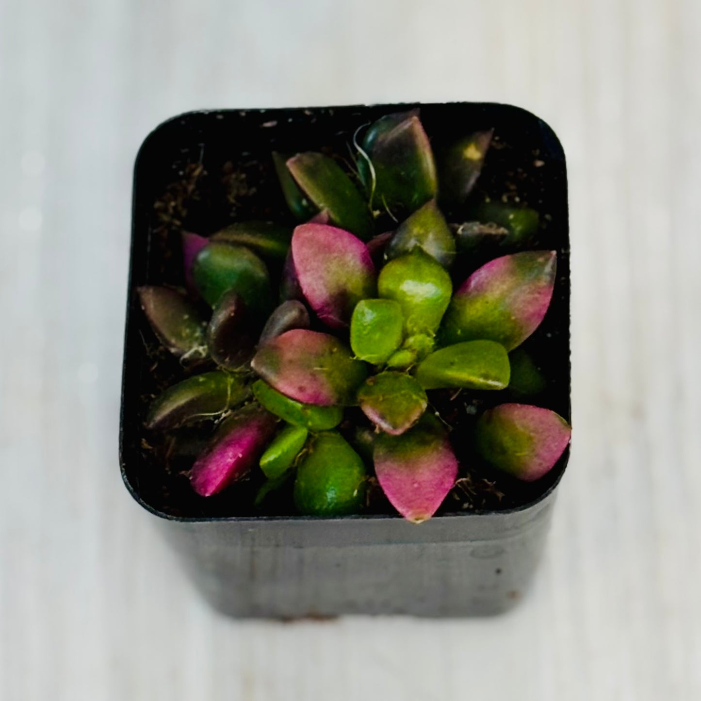 Succulents - Assorted 2”