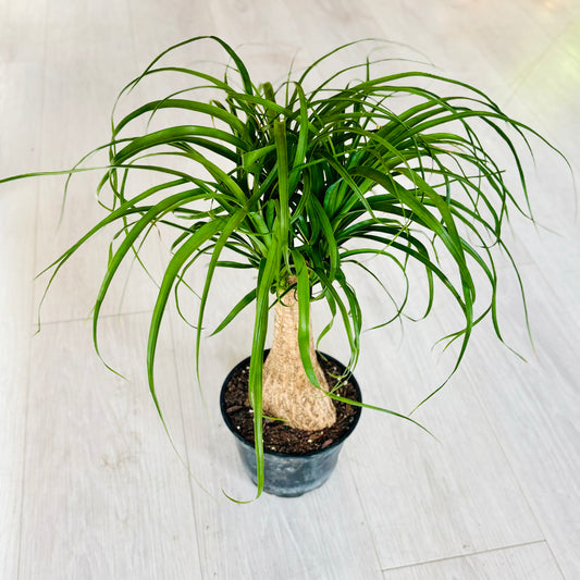 Ponytail Palm