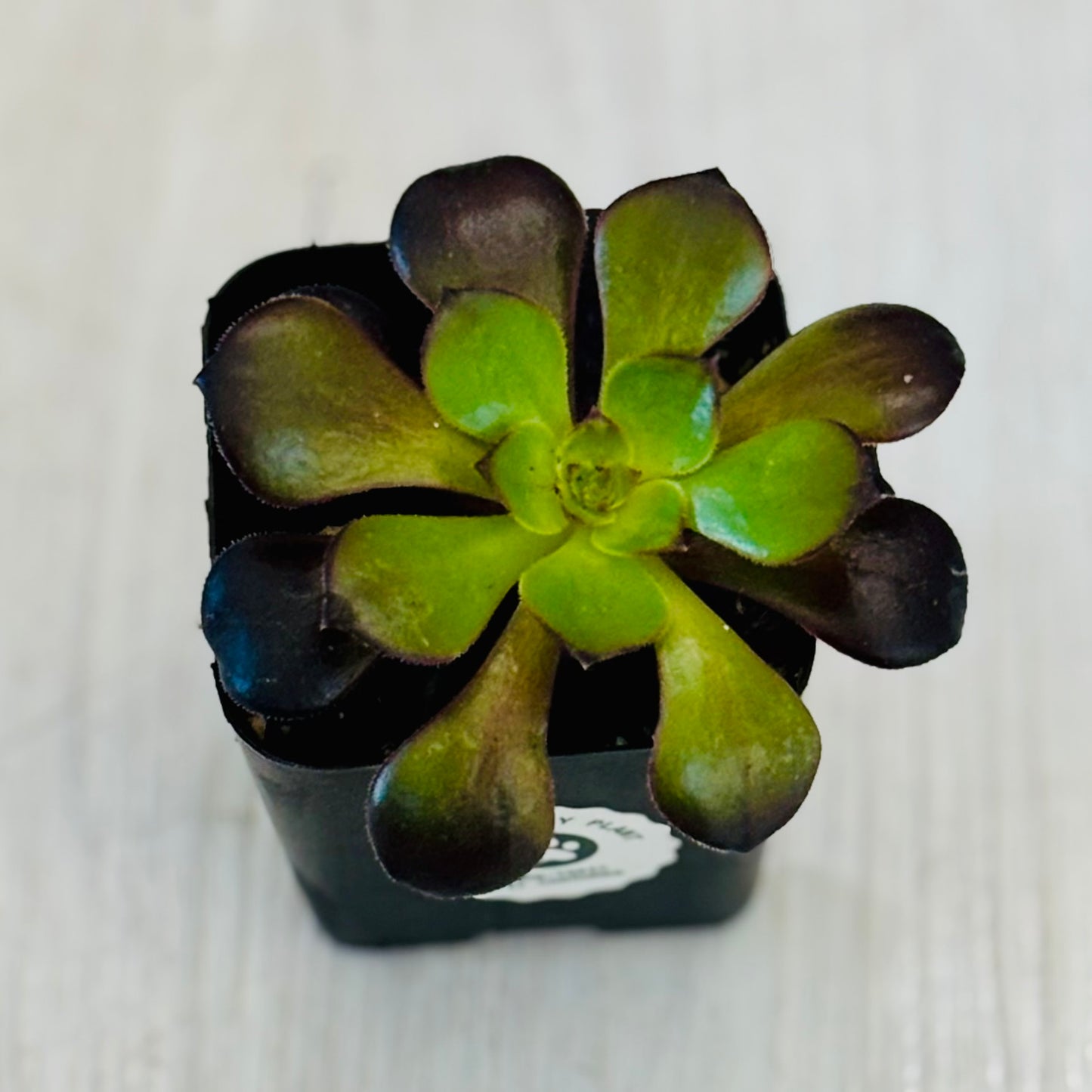 Succulents - Assorted 2”