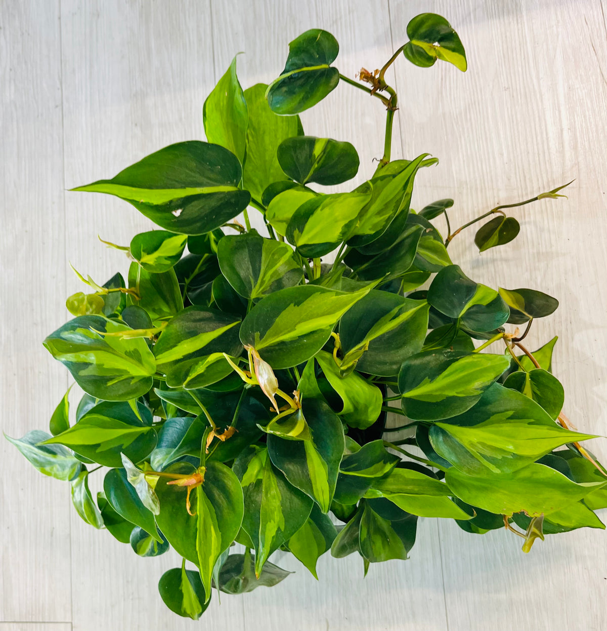 Brasil Philodendron