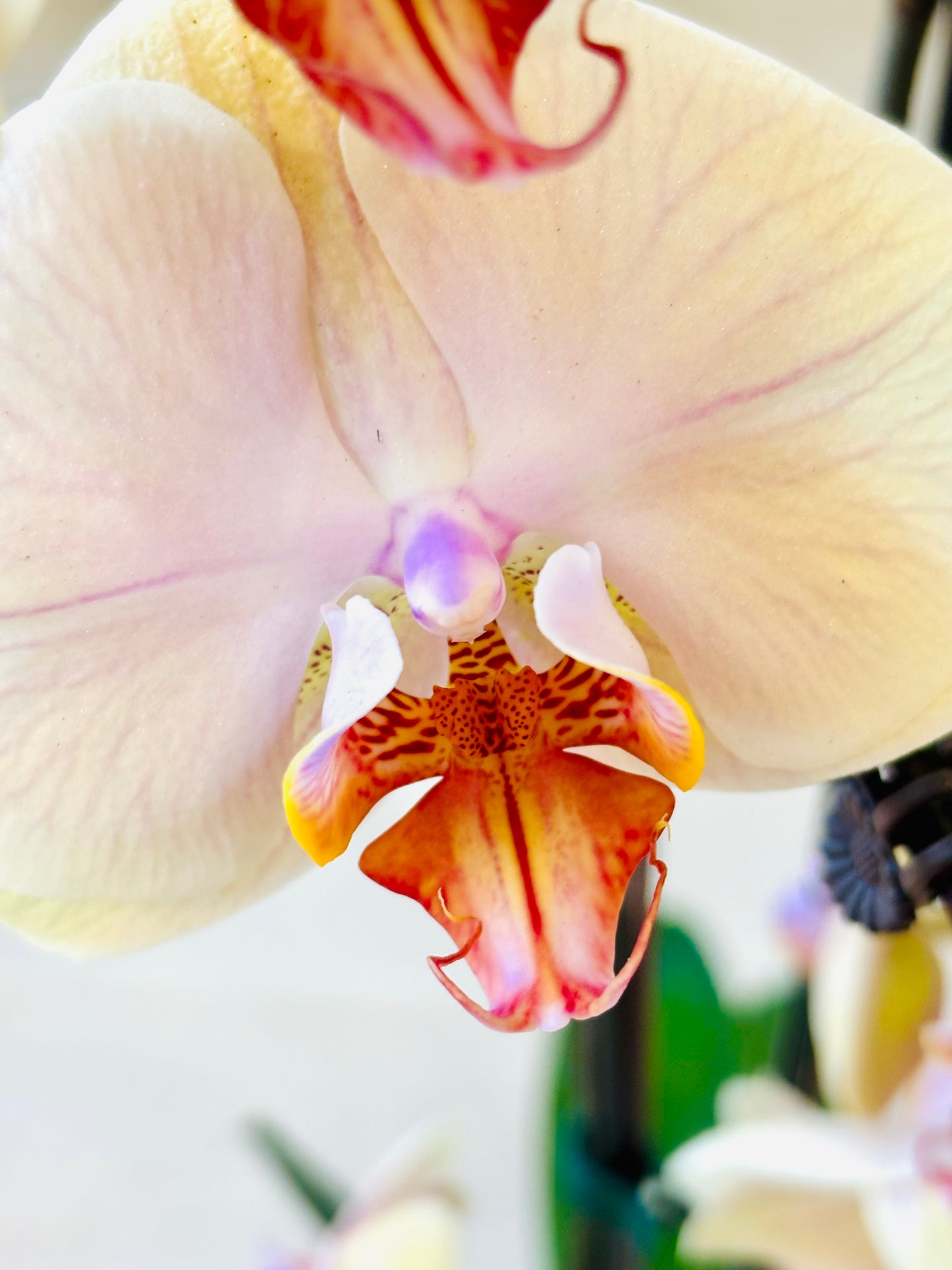 Phalaenopsis Orchid