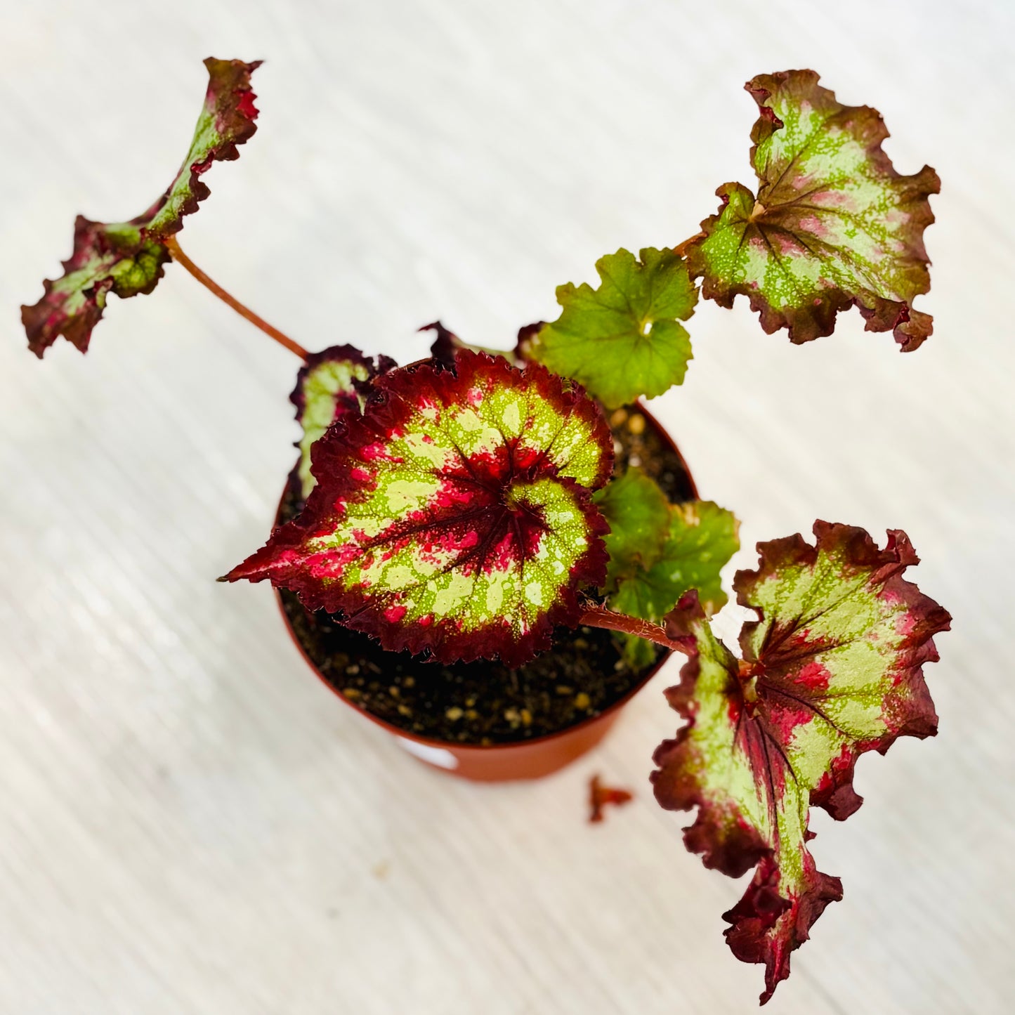 Rex Begonia
