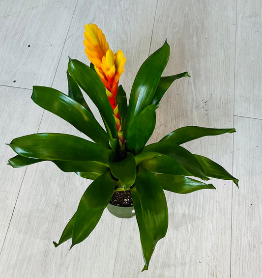 Quill Bromeliad