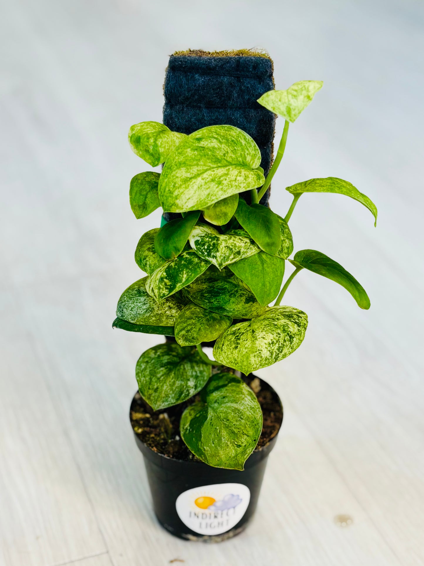 Jade Satin Marble Scindapsus