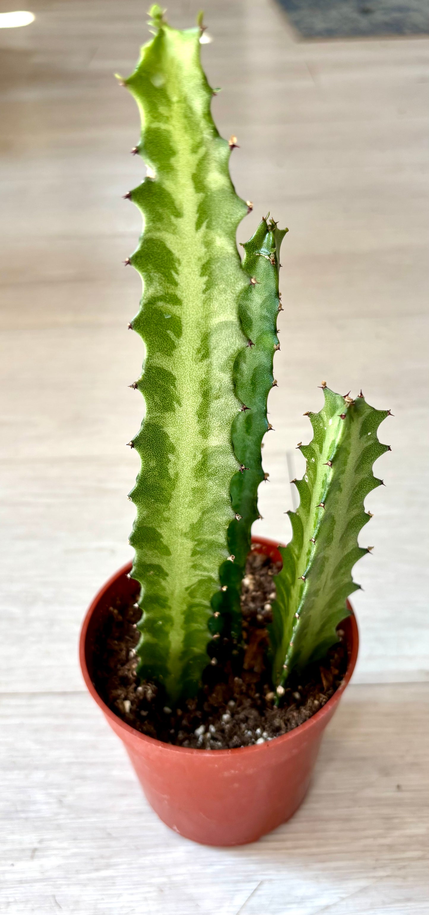 Cactus - Assorted 4"