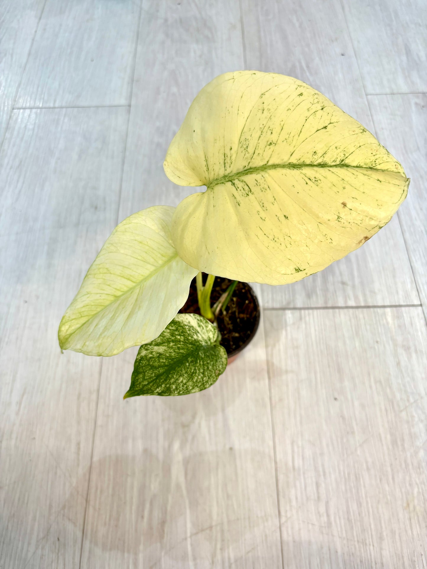 White Monster Monstera