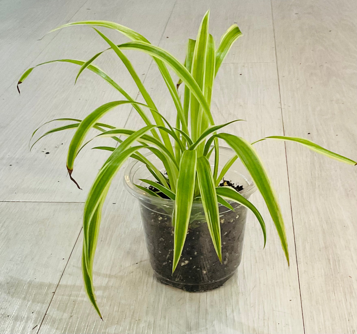 Spider Plant