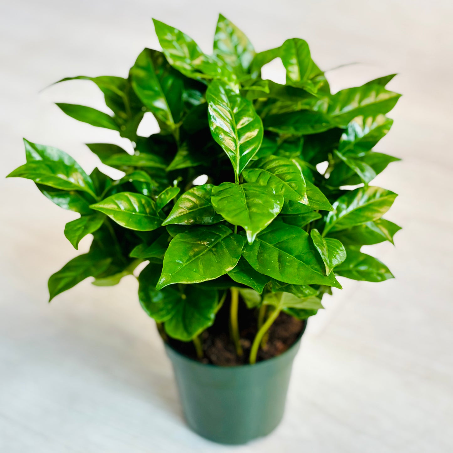 Coffea Arabica