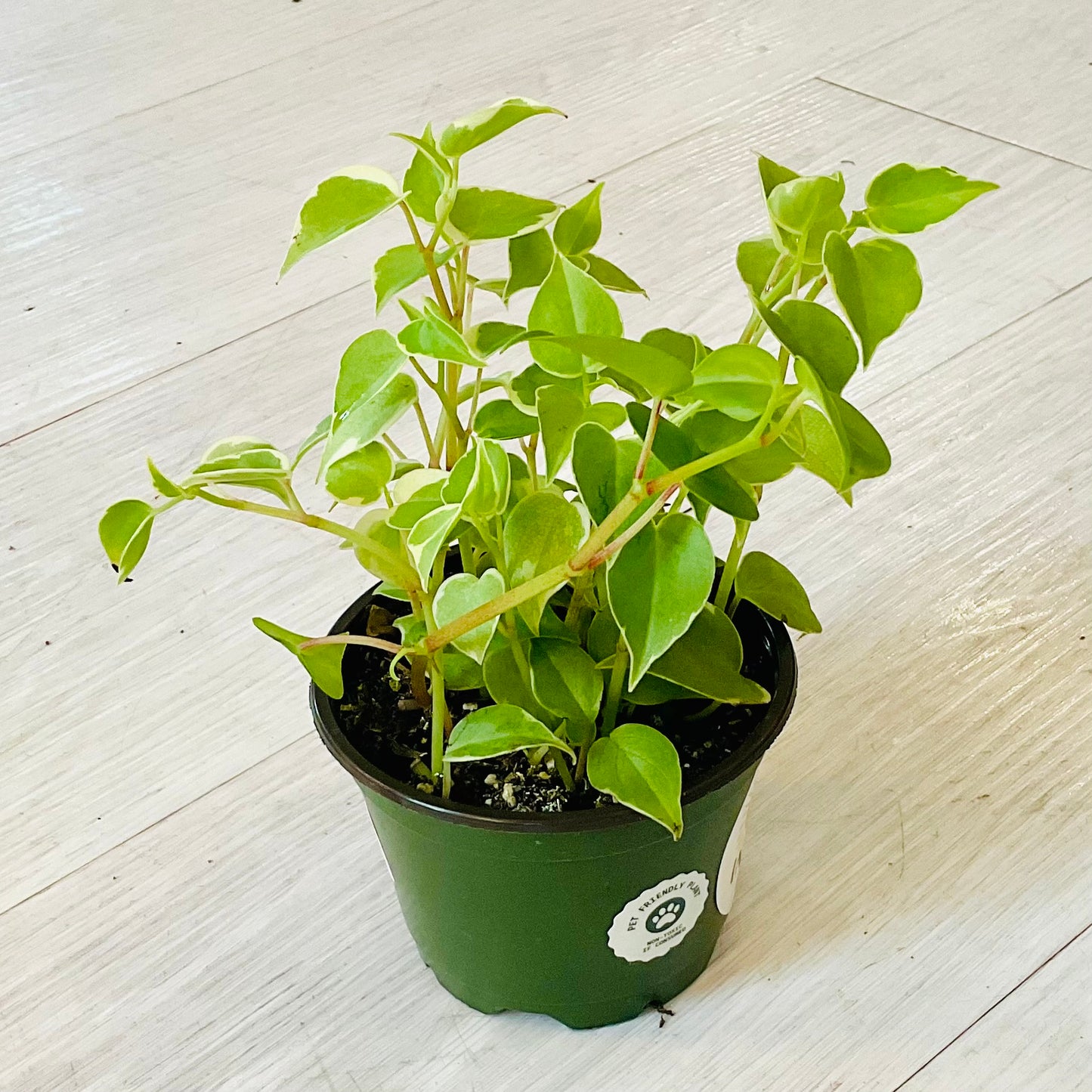 Cupid Peperomia