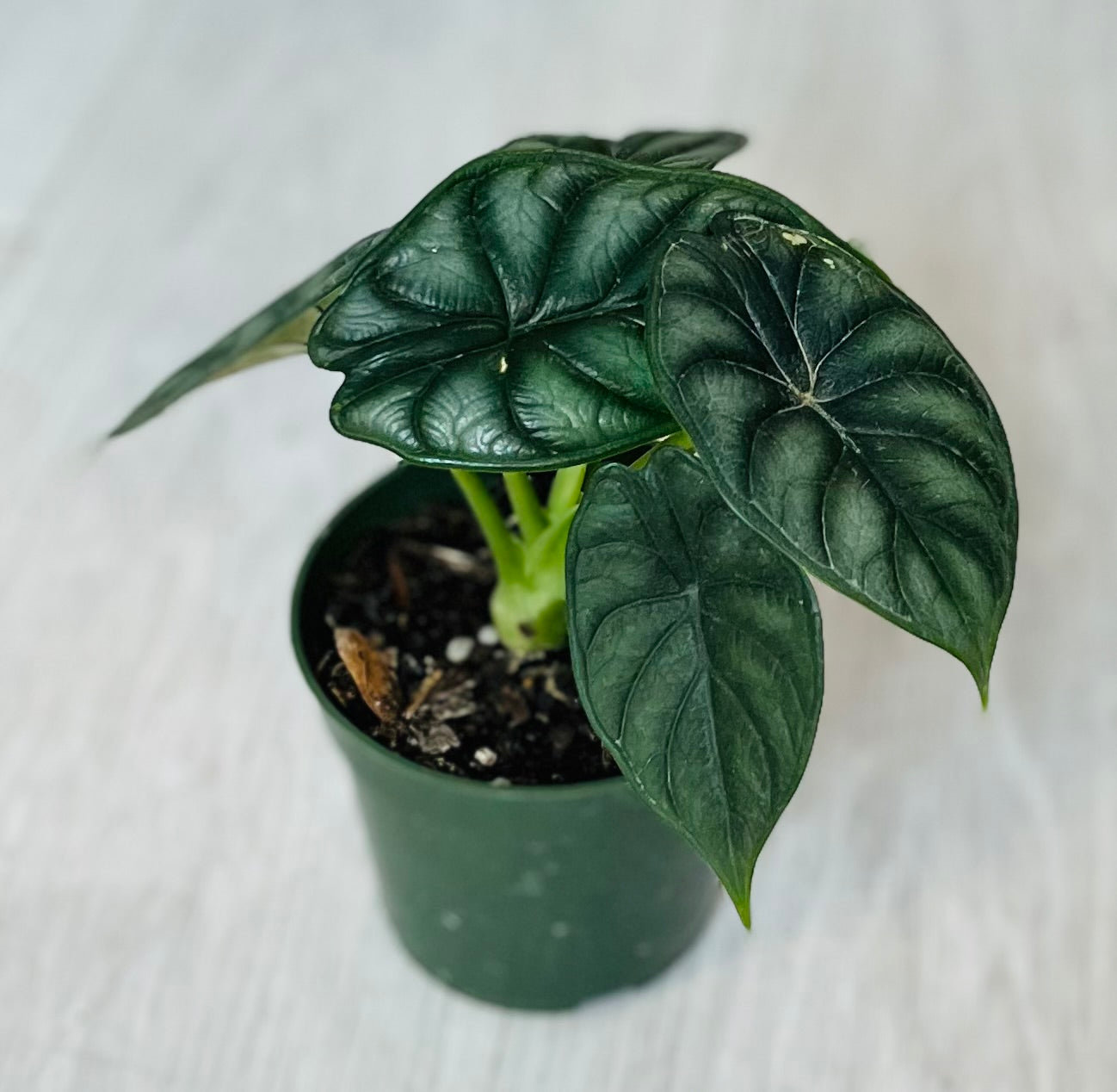 Dragon Scale Alocasia