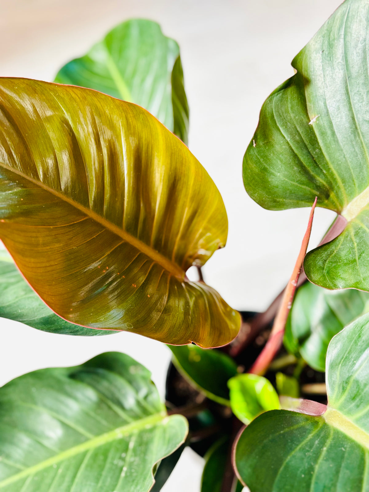Imperial Red Philodendron