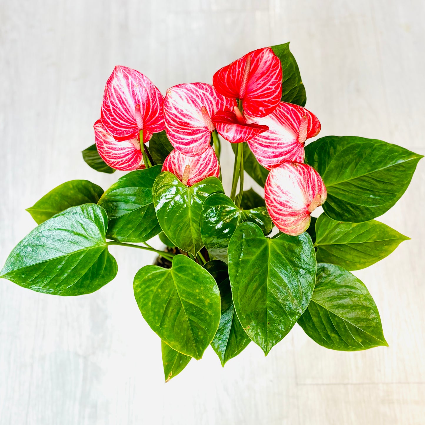 Dutch Anthurium
