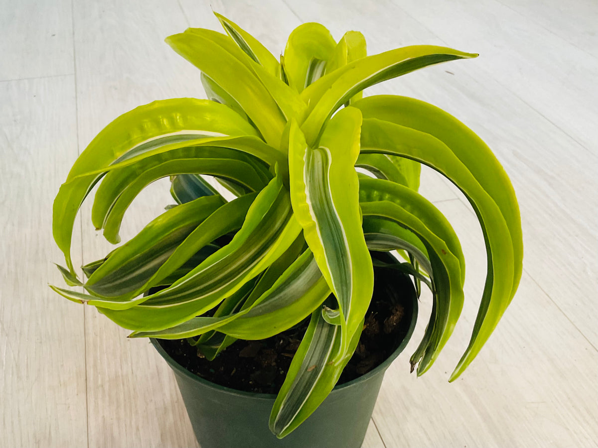 Dracaena Tornado