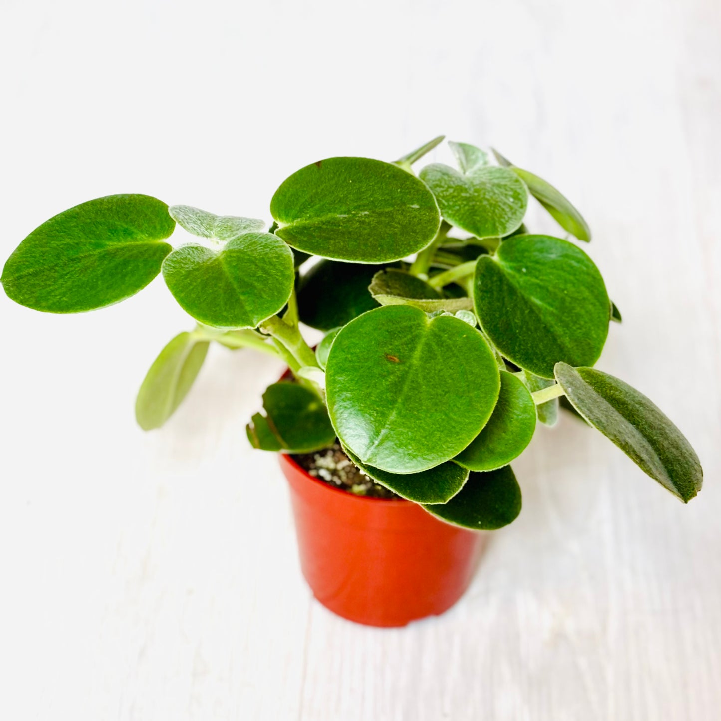 Felted Peperomia