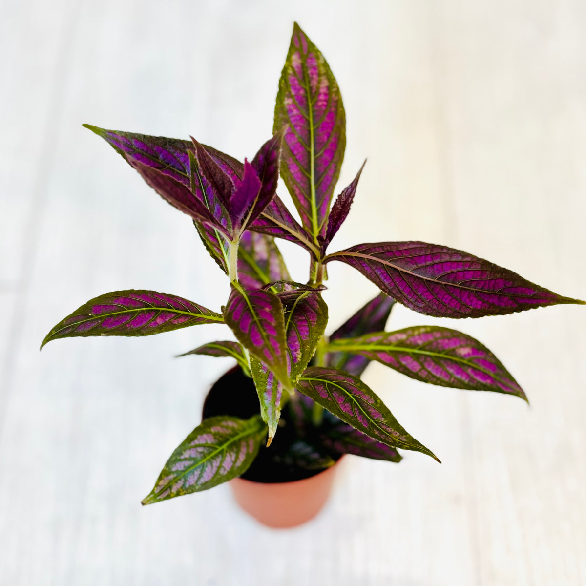 Houseplants - Assorted 2"