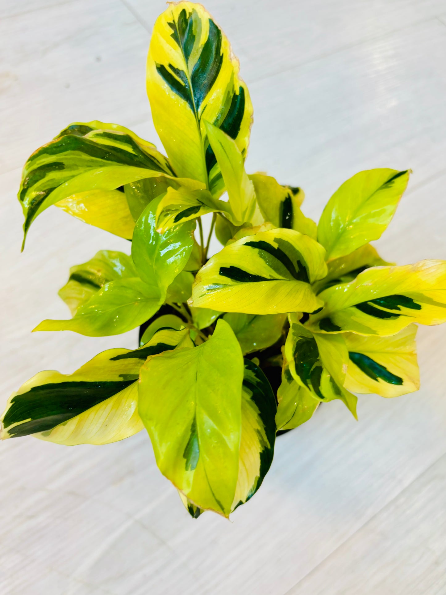 Yellow Fusion Calathea