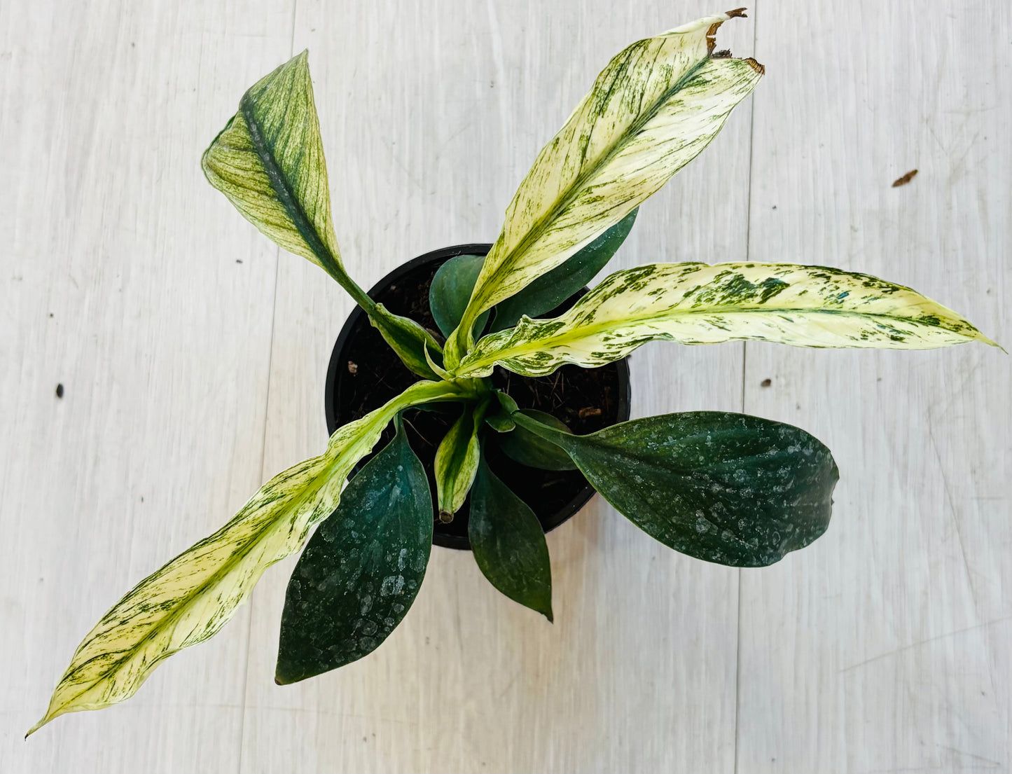 Variegated Peace Lily