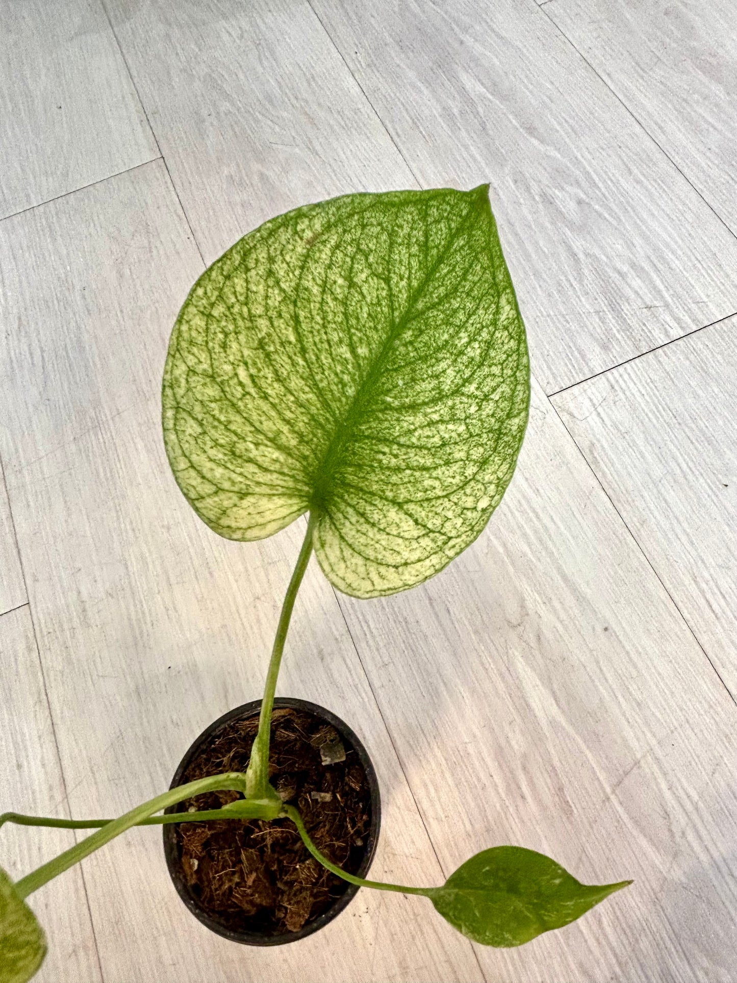 White Monster Monstera