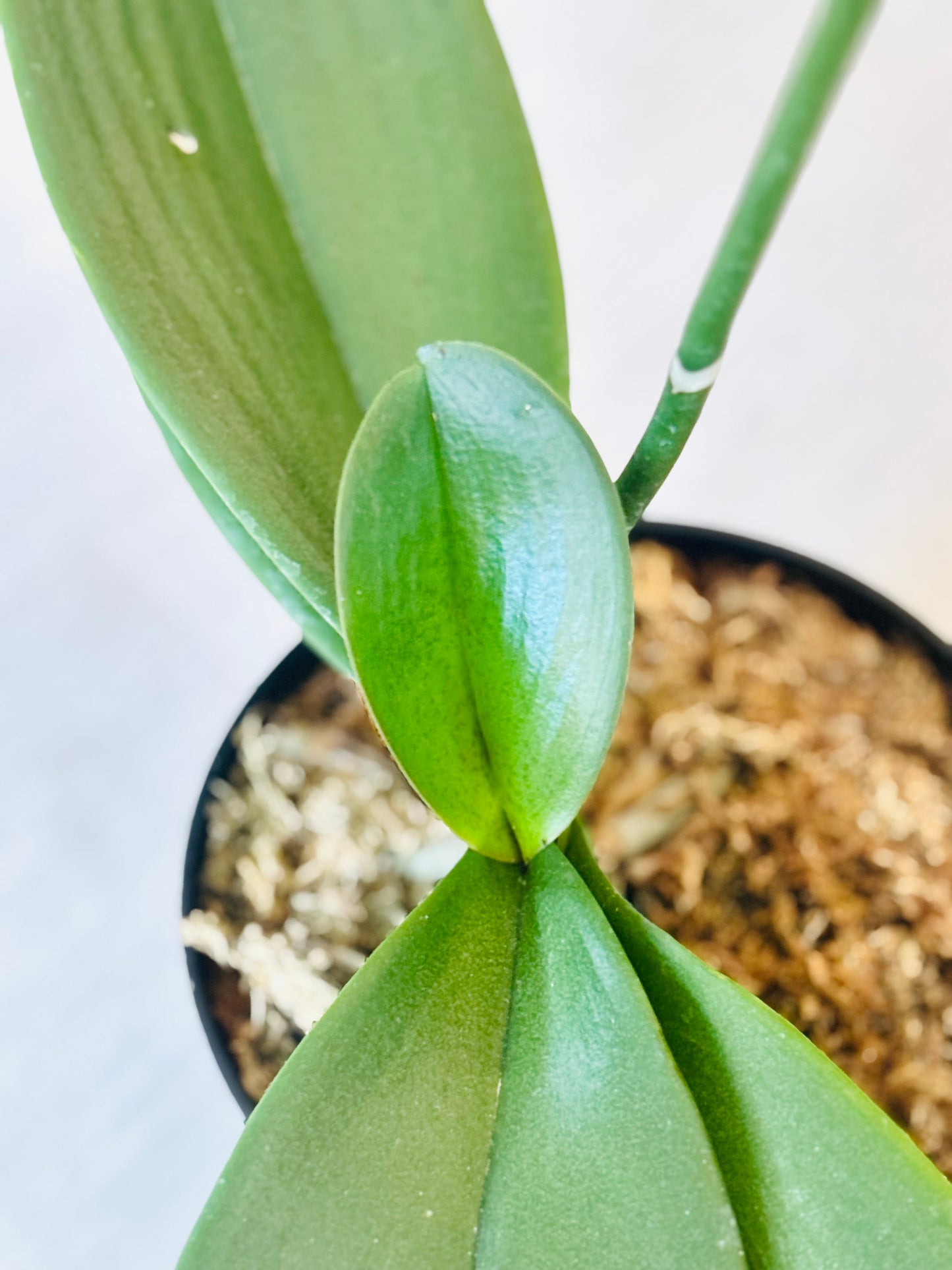 Phalaenopsis Orchid