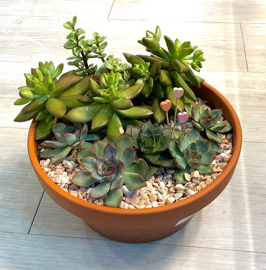 Succulent Garden Arrangement 10"