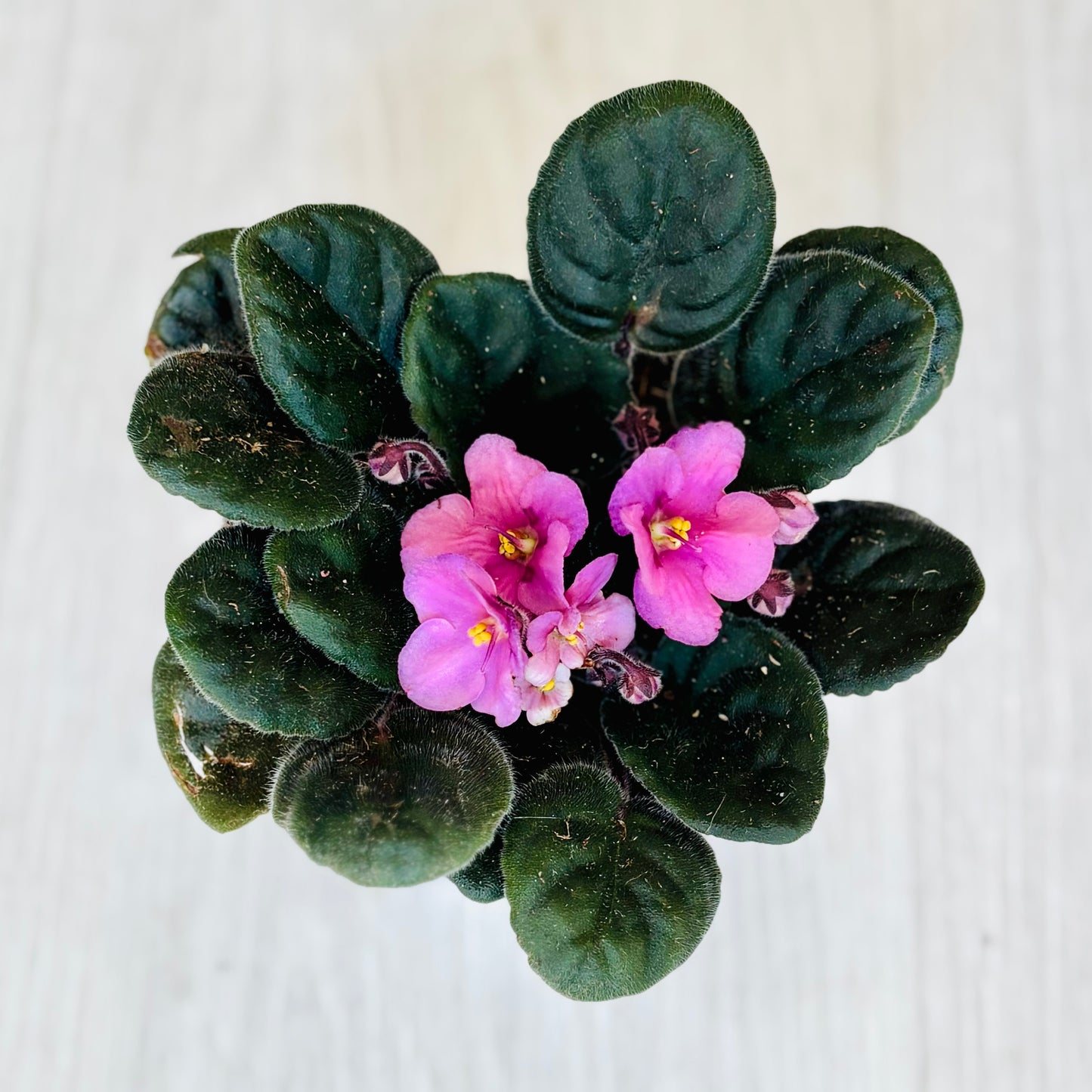 African Violet