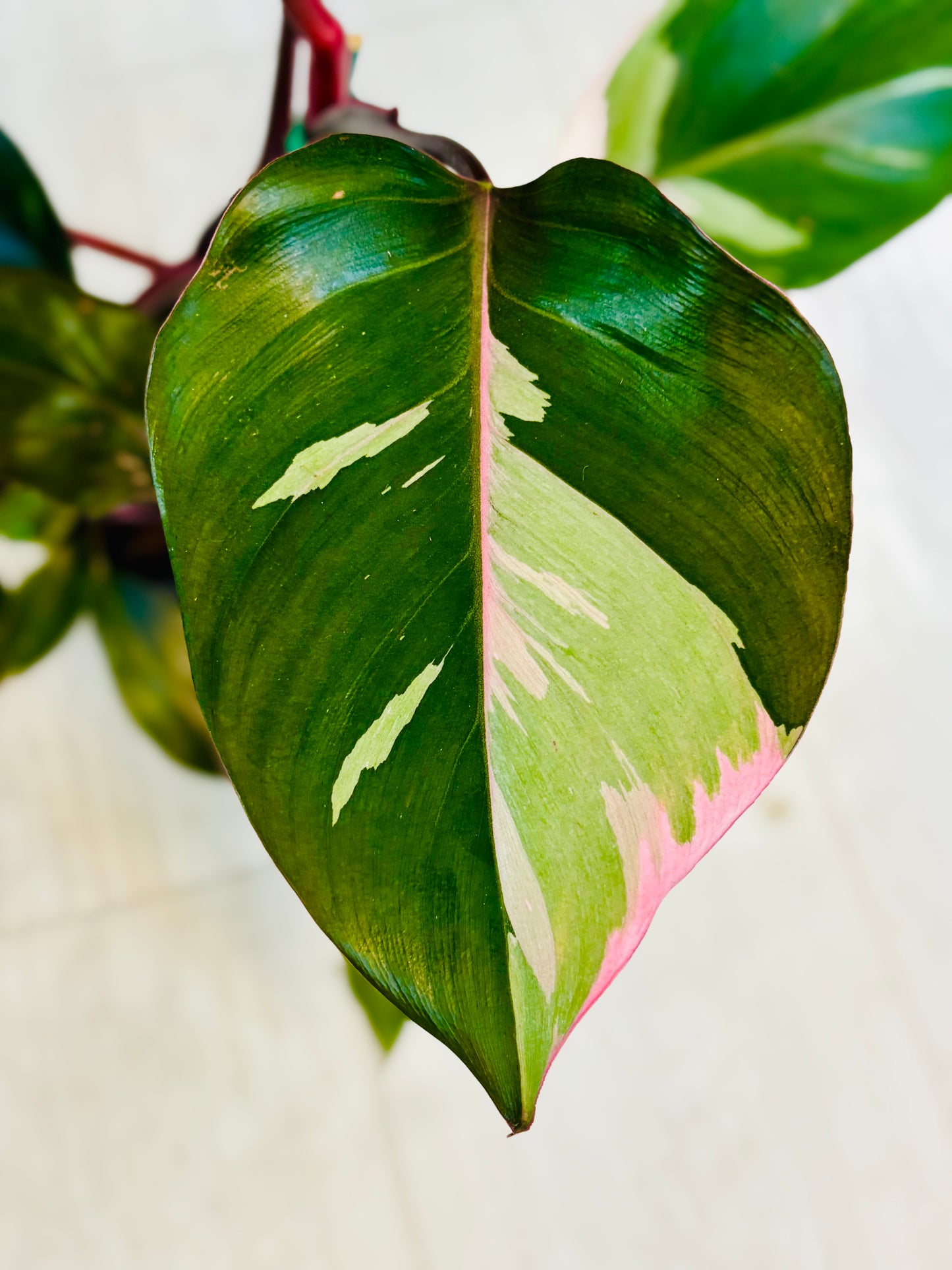 Marble Pink Princess Philodendron