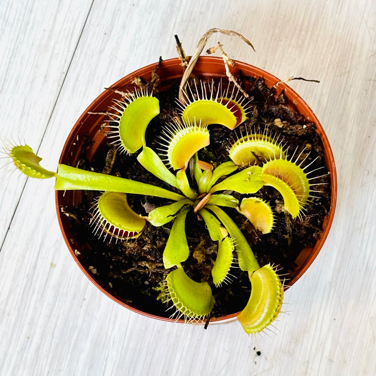 Mammoth Venus Fly Trap