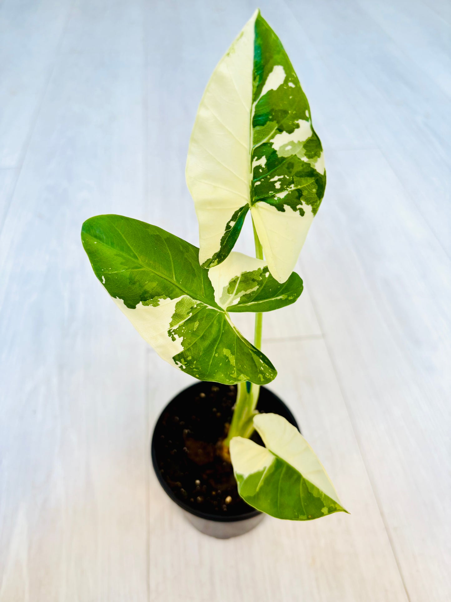 Okinawa Silver Alocasia