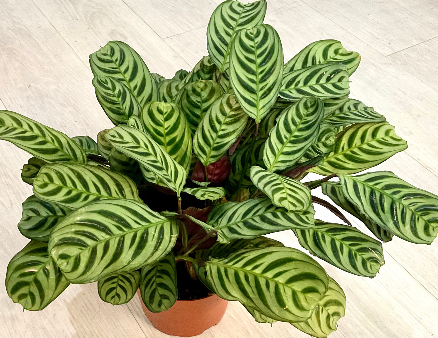 Burle Marxii Ctenanthe