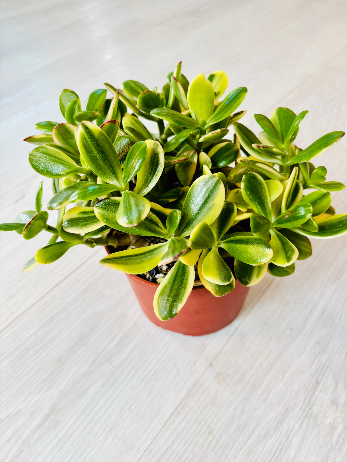 Tricolor Jade