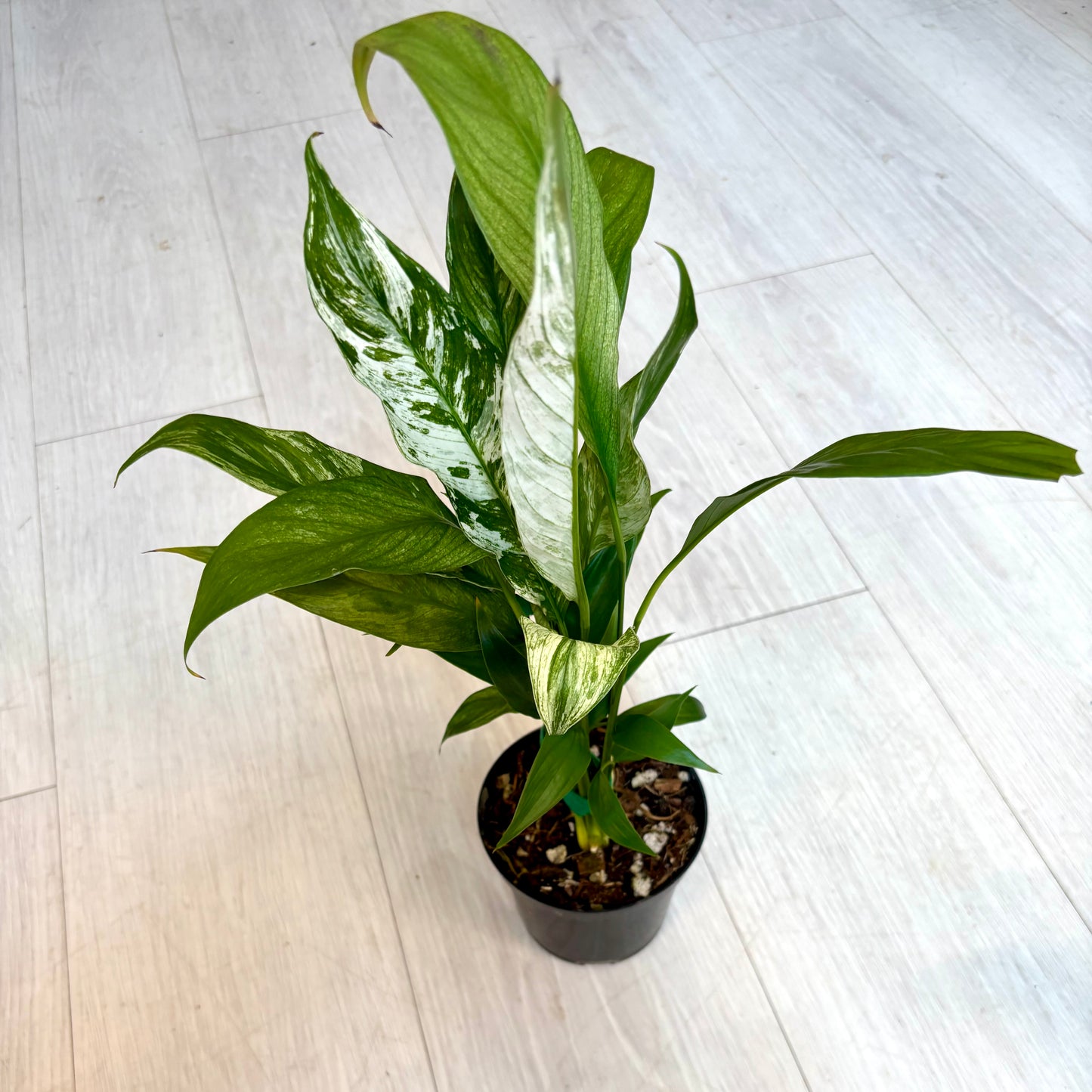 Variegated Peace Lily
