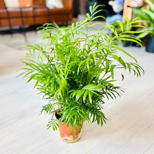 Neanthe Bella Palm