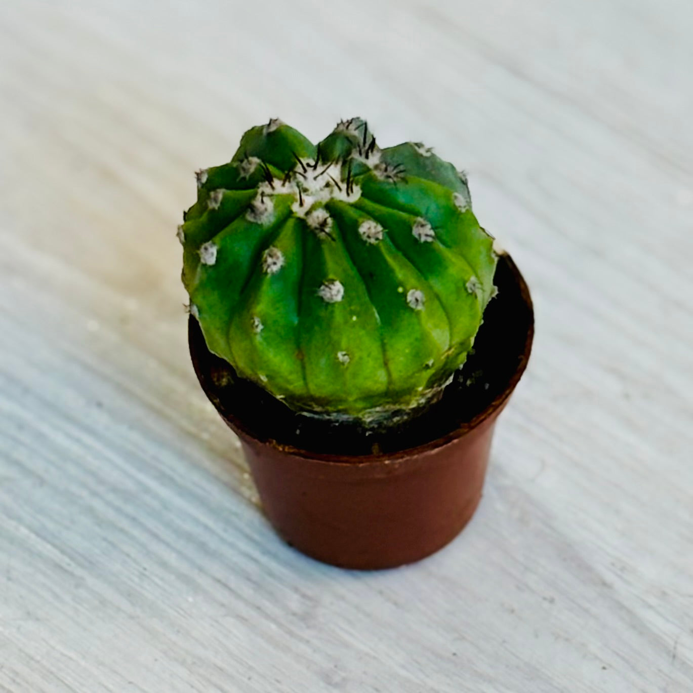 Cactus - Assorted 2"