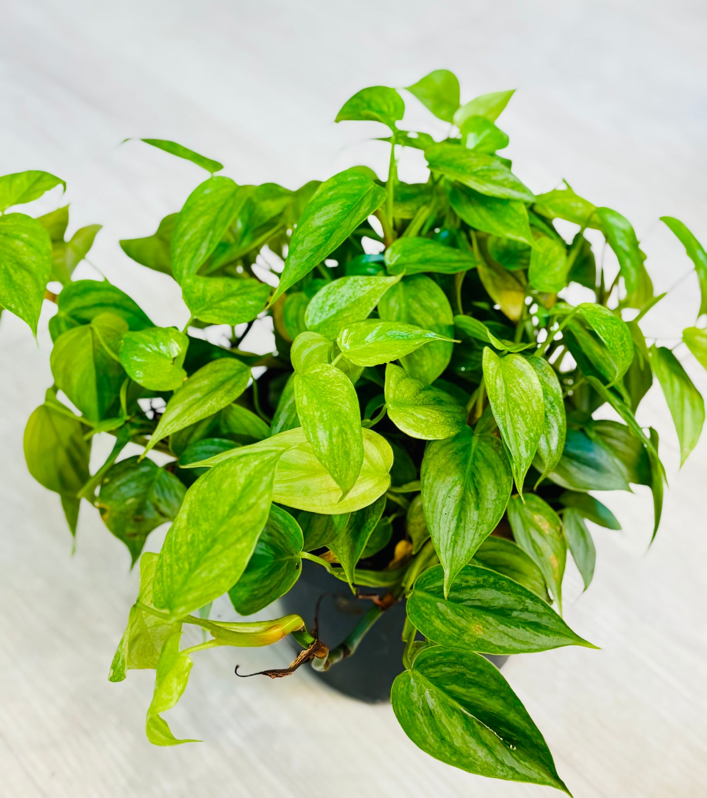 Sodiroi Philodendron