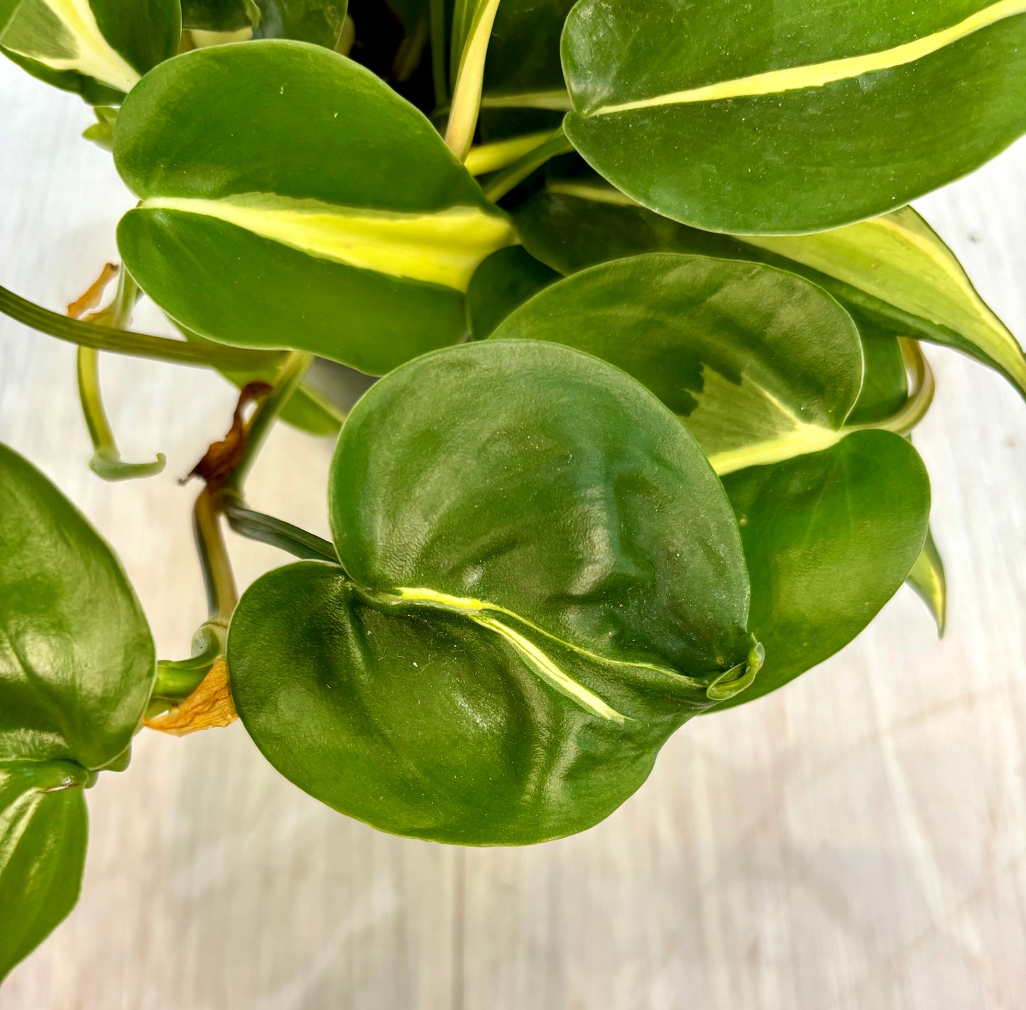 Silver Stripe Philodendron