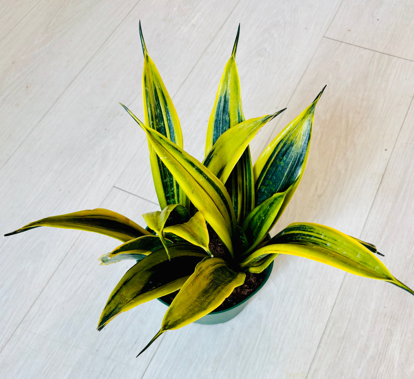 Golden Flame Snake Plant