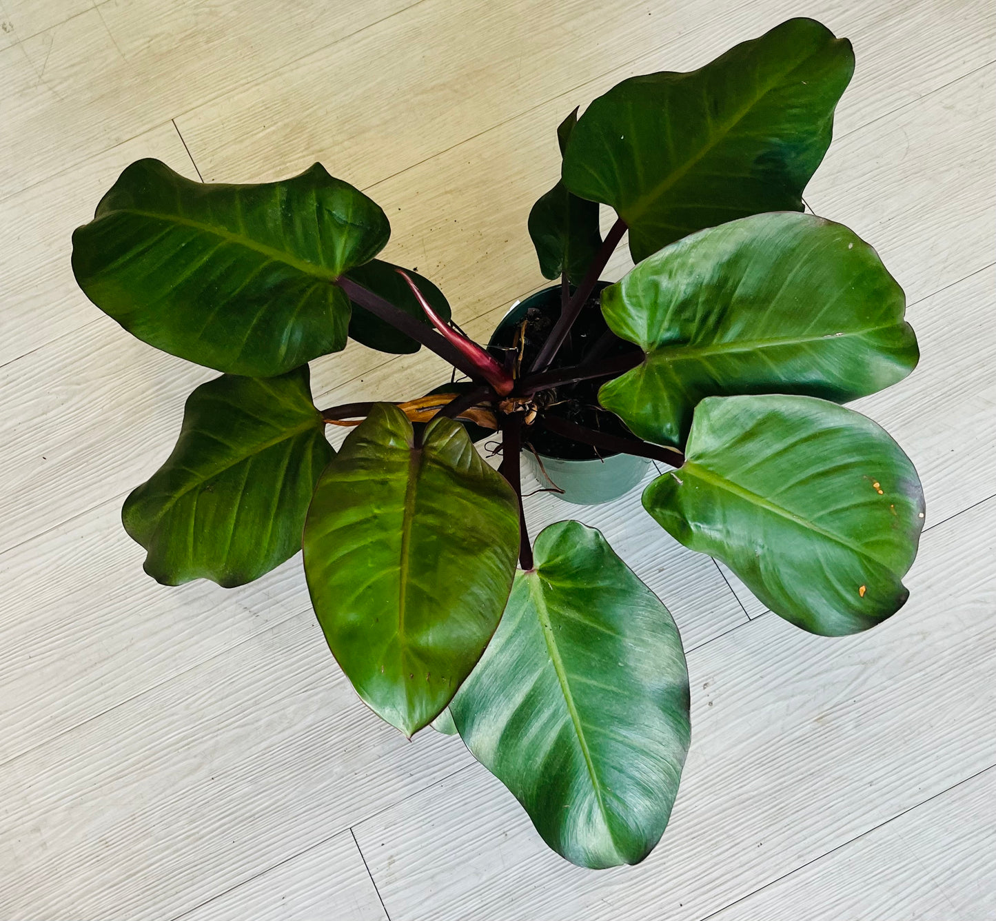 Prince of Orange Philodendron