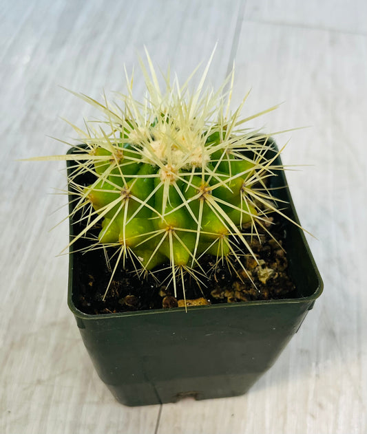 Cactus - Assorted 3"
