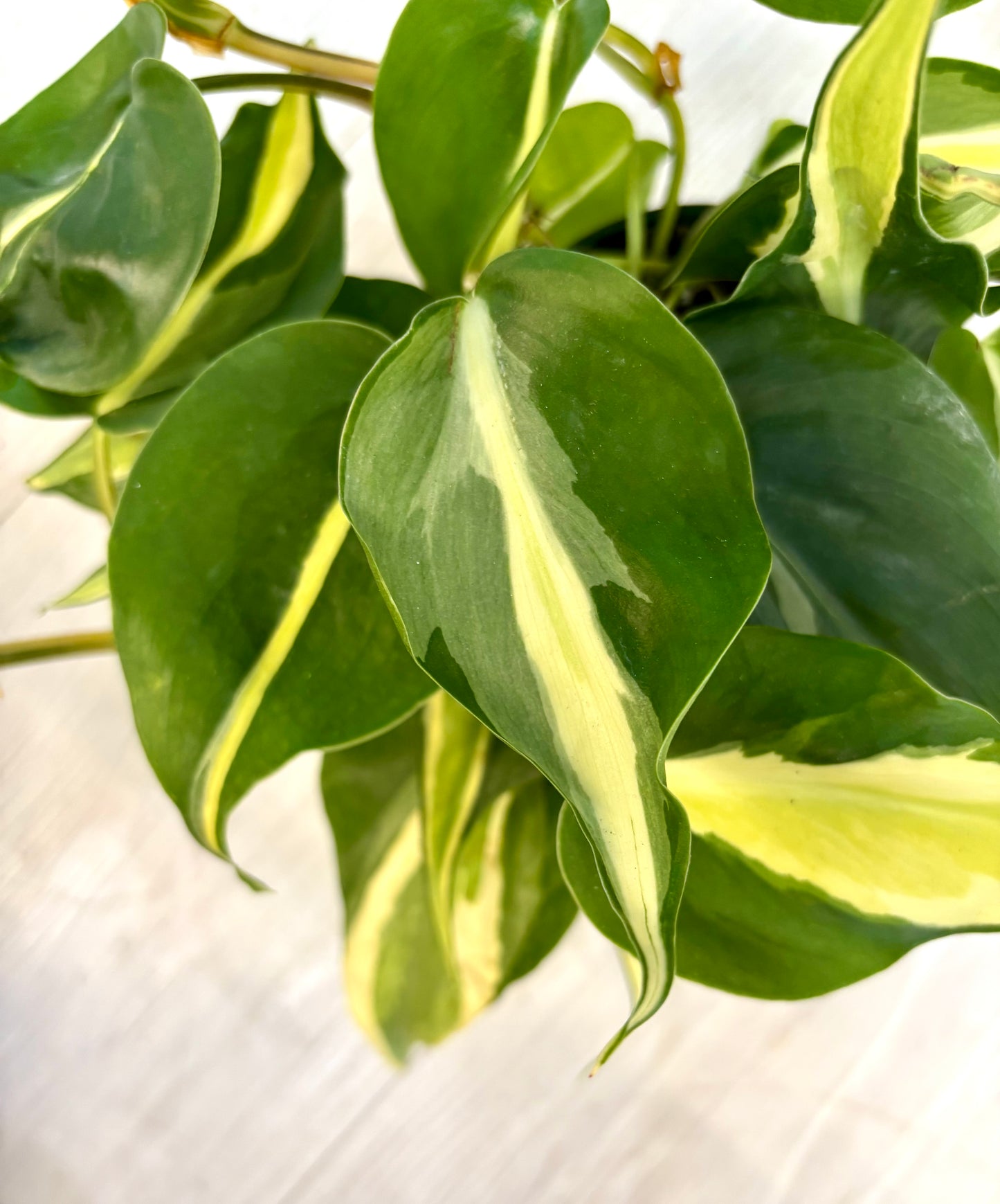 Silver Stripe Philodendron