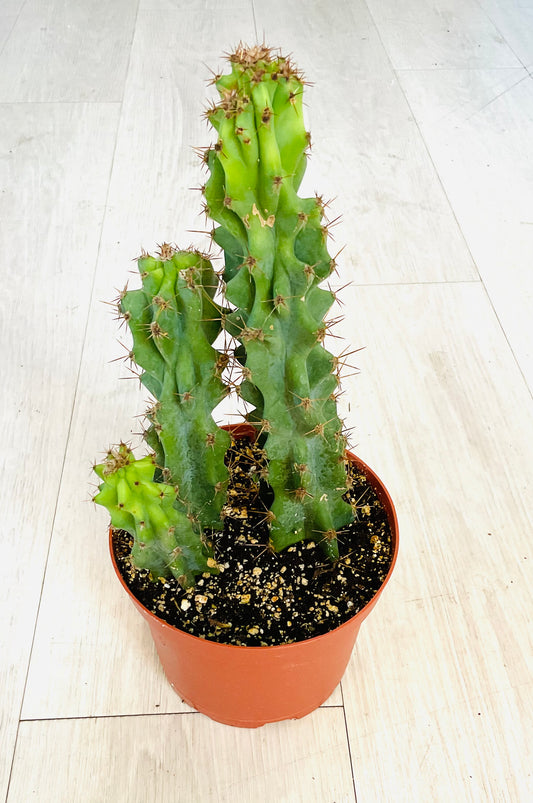 Peruvian Apple Cactus 6"