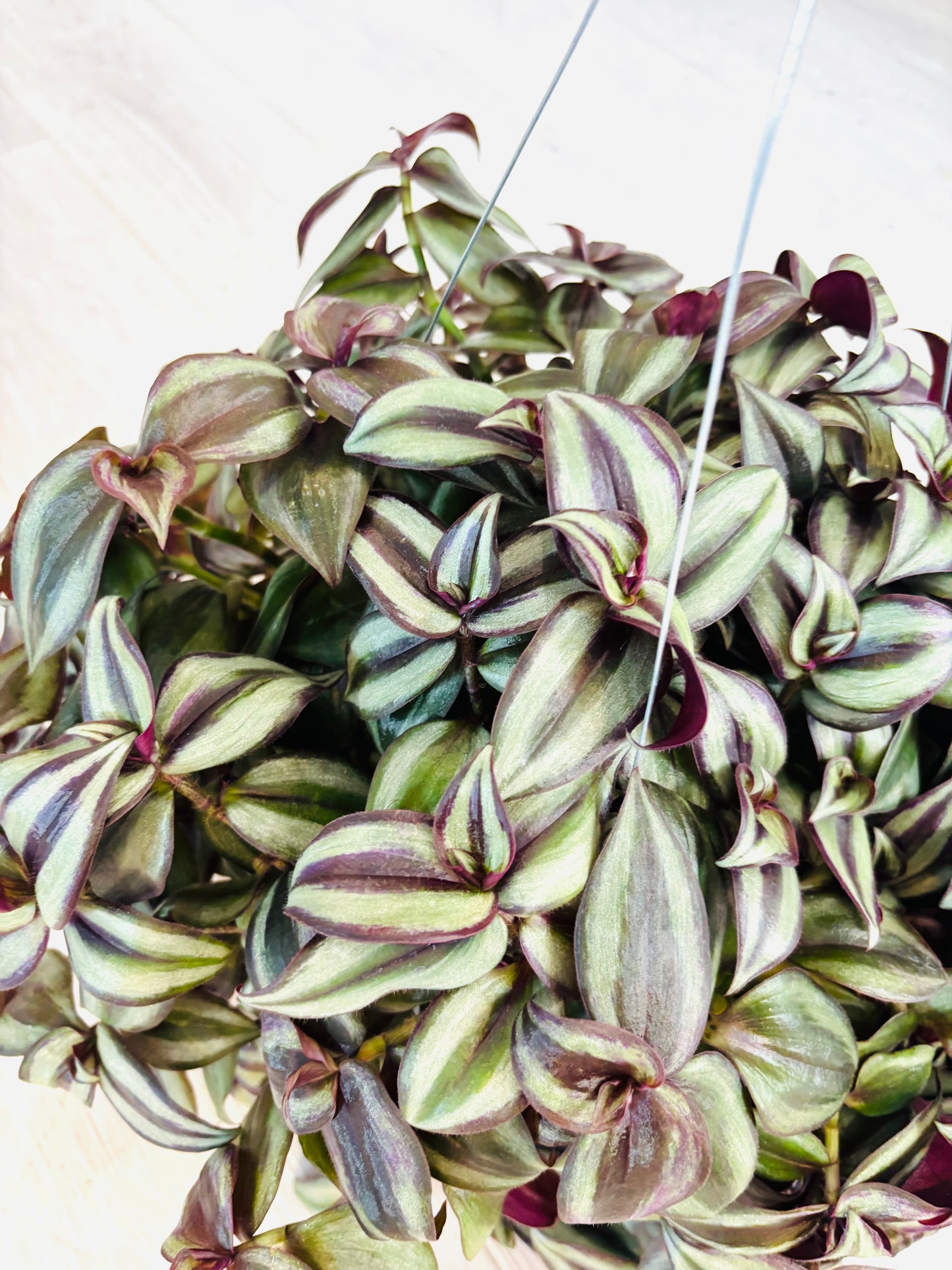 Zebrina Tradescantia